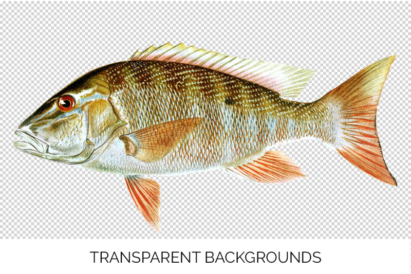 fish-clipart