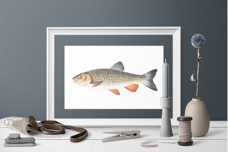 fish-clipart