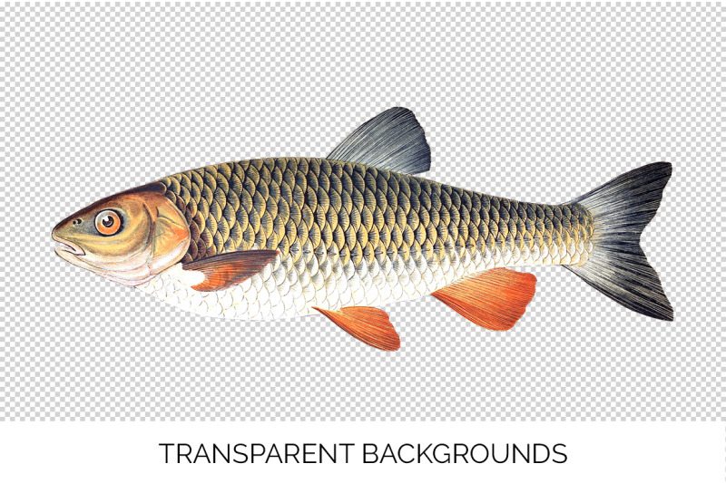 fish-clipart