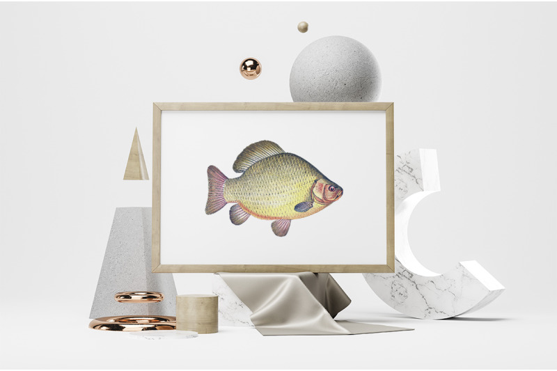 fish-clipart