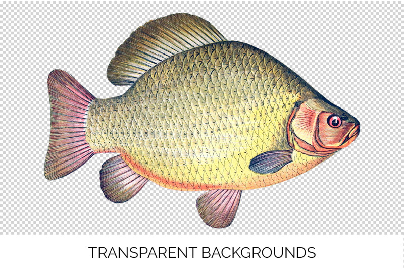 fish-clipart