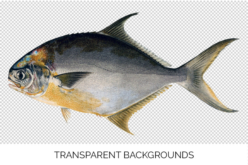 fish-clipart