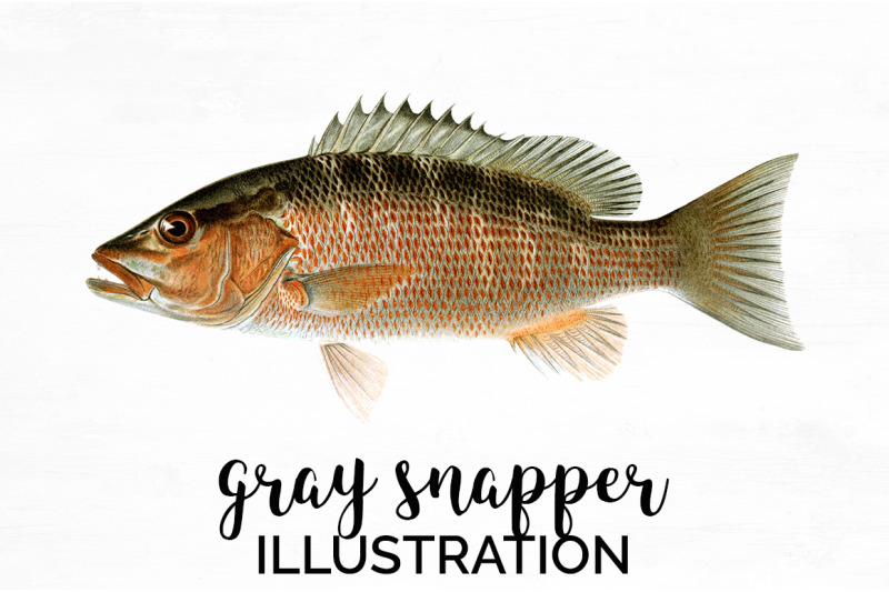 snapper-fish-clipart