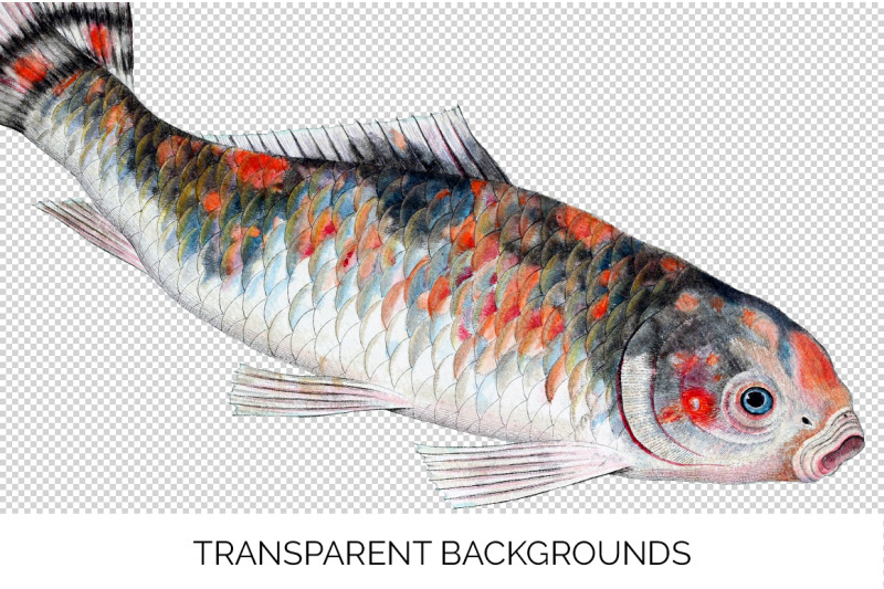 koi-goldfish-clipart