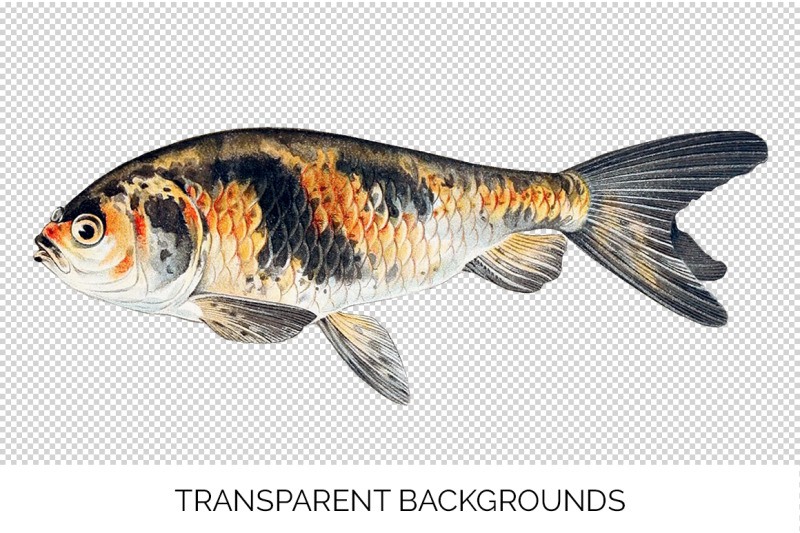 koi-goldfish-clipart