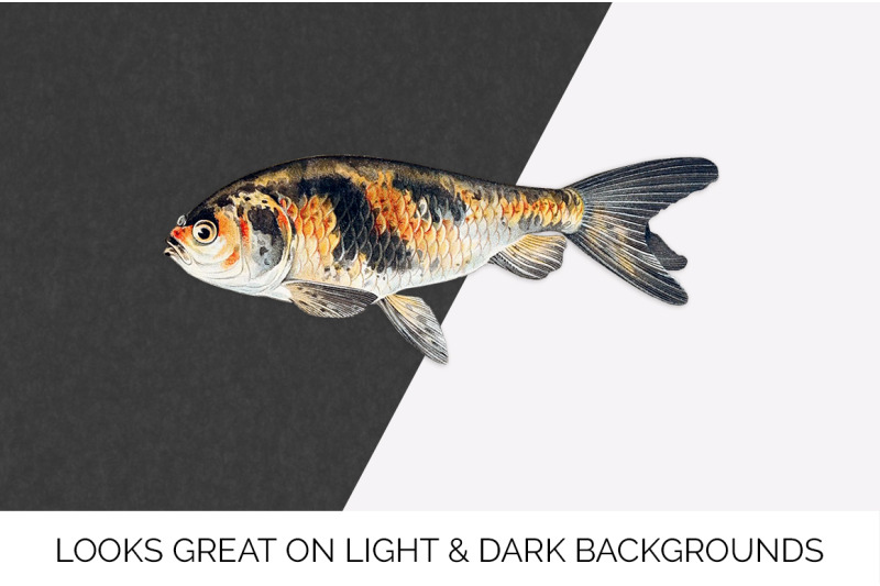 koi-goldfish-clipart