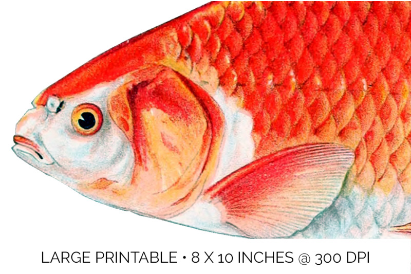 koi-goldfish-clipart