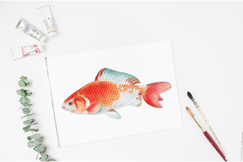 koi-goldfish-clipart