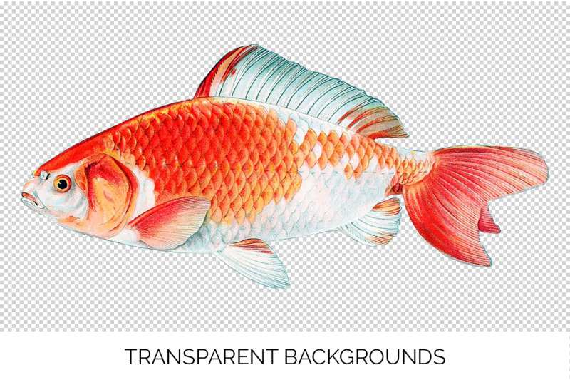 koi-goldfish-clipart