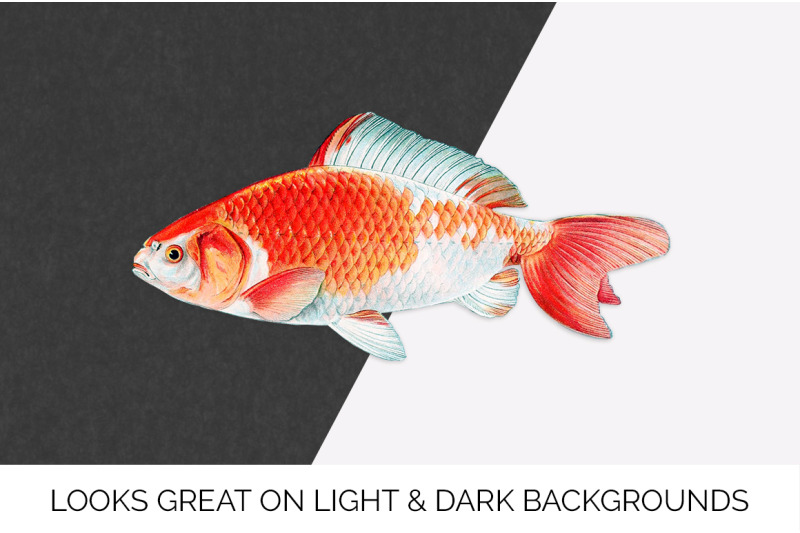 koi-goldfish-clipart