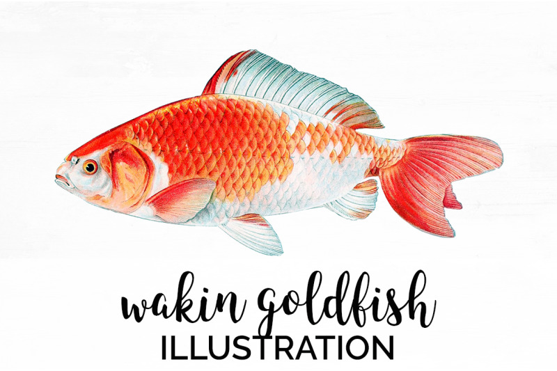 koi-goldfish-clipart