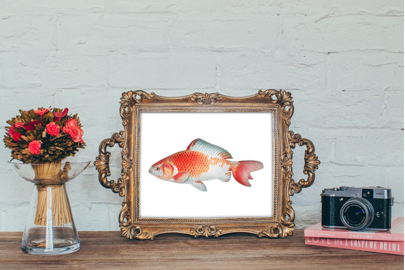 koi-goldfish-clipart