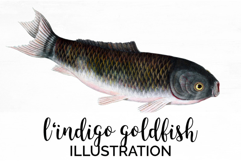 koi-goldfish-clipart