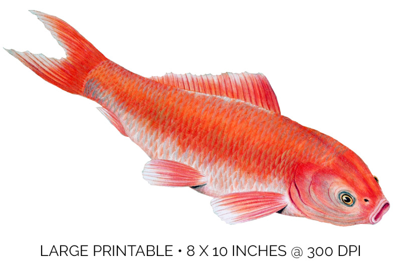 koi-goldfish-clipart