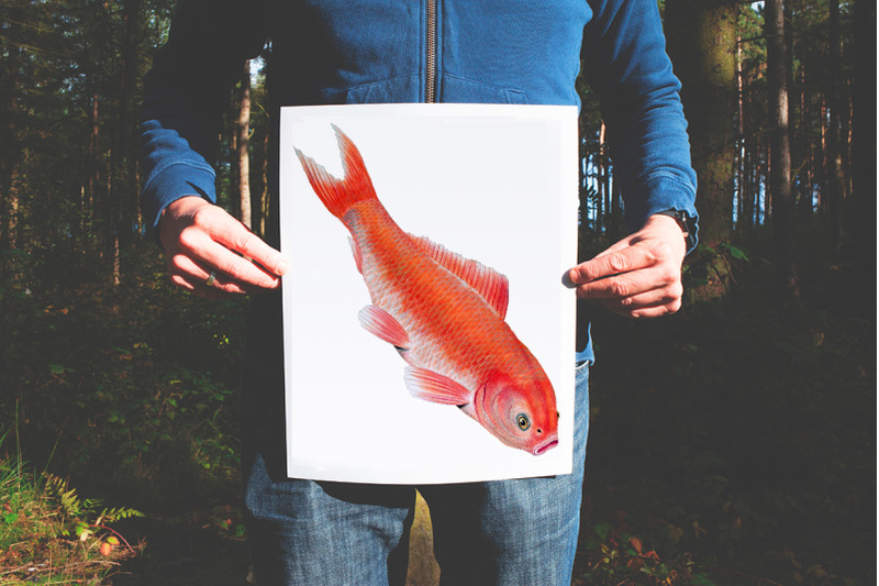 koi-goldfish-clipart