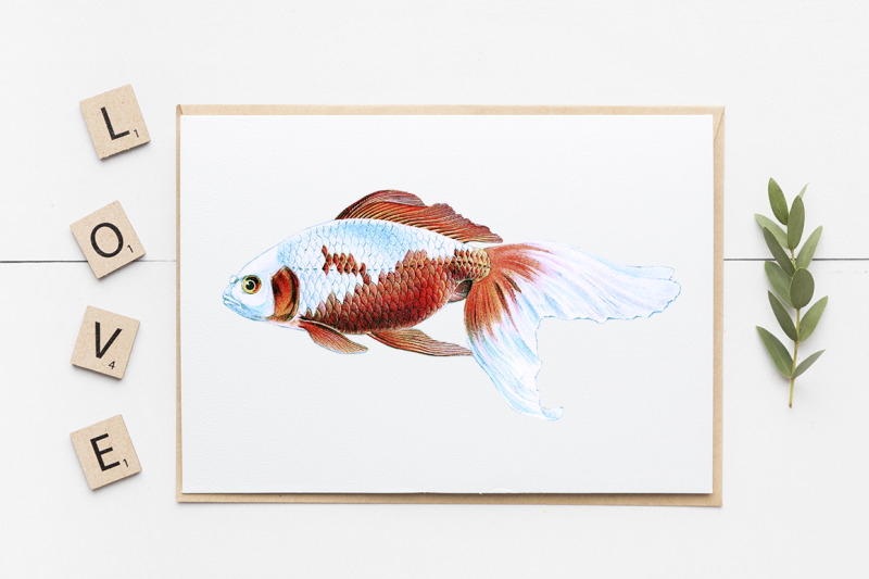 koi-goldfish-clipart