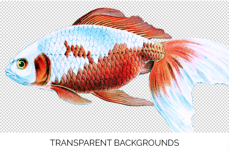 koi-goldfish-clipart