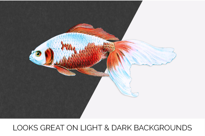 koi-goldfish-clipart