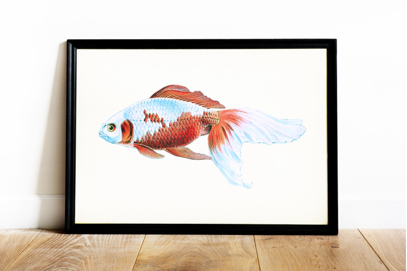 koi-goldfish-clipart