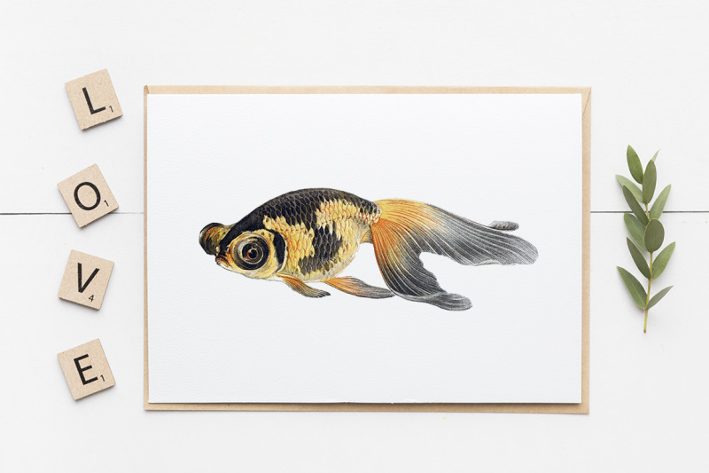 koi-goldfish-clipart