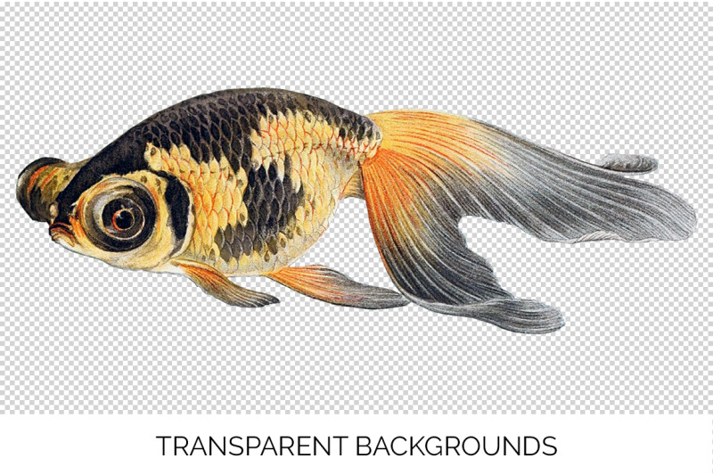 koi-goldfish-clipart