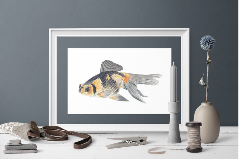 koi-goldfish-clipart