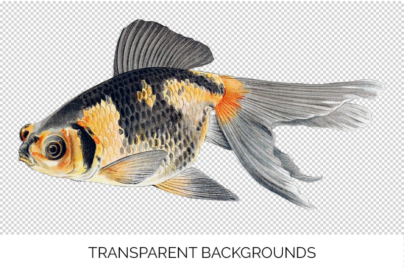 koi-goldfish-clipart