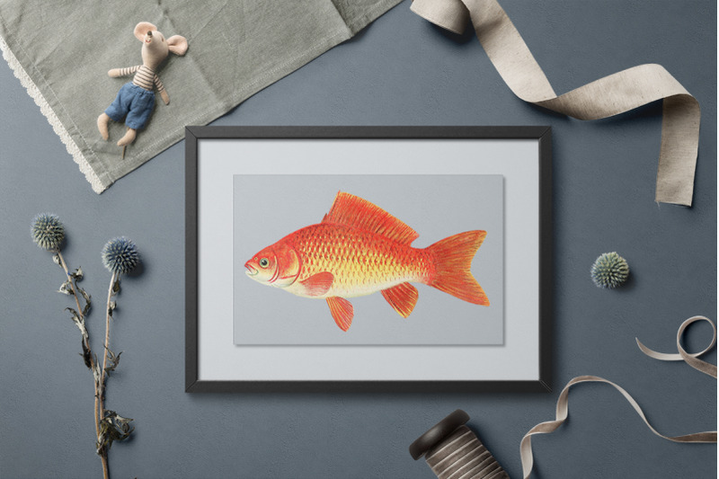 koi-goldfish-clipart