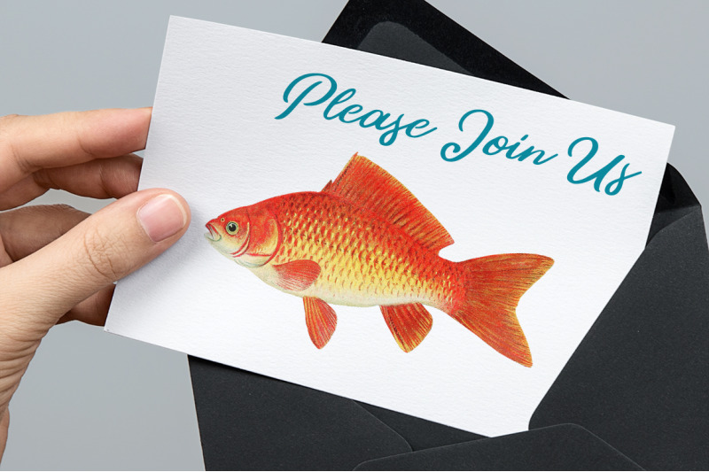 koi-goldfish-clipart