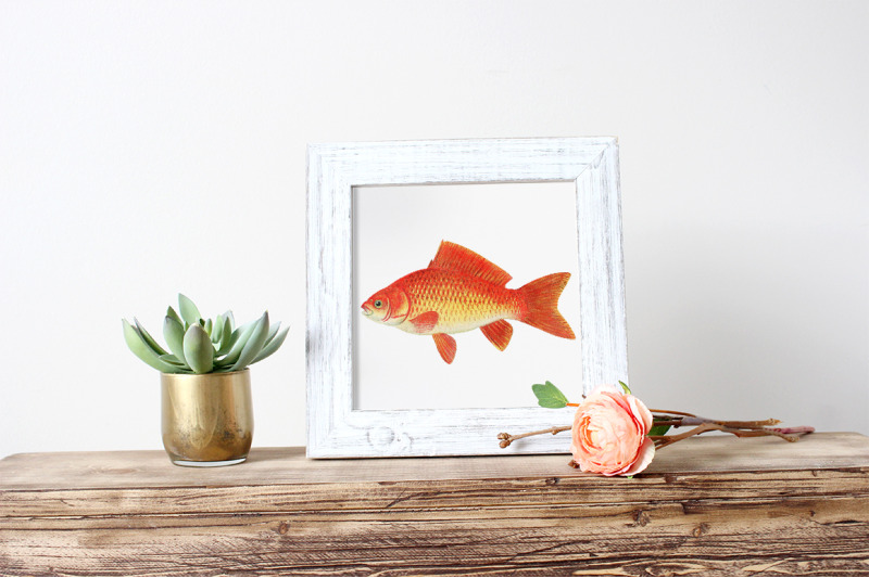 koi-goldfish-clipart