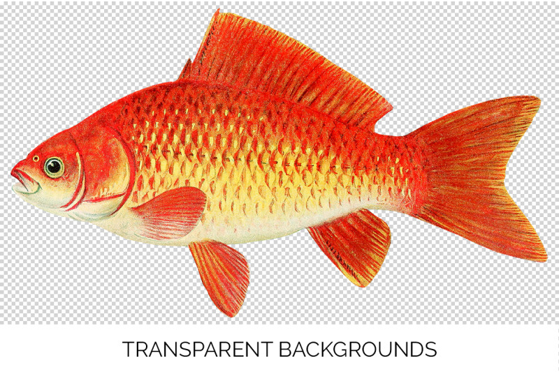 koi-goldfish-clipart