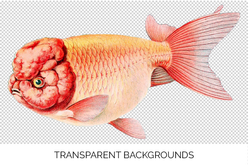 koi-goldfish-clipart