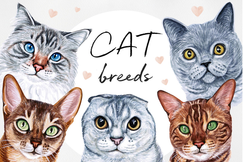 watercolor-set-illustrations-cat-breeds-cute-15-cats