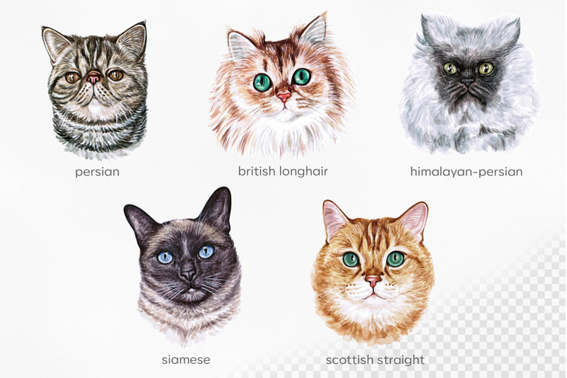 watercolor-set-illustrations-cat-breeds-cute-15-cats