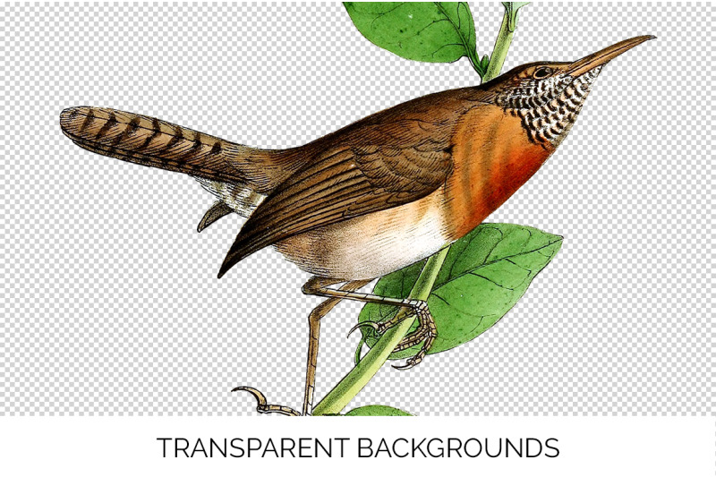 wren-bird-clipart