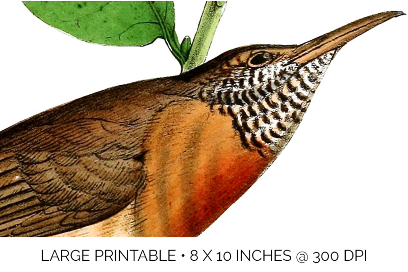 wren-bird-clipart