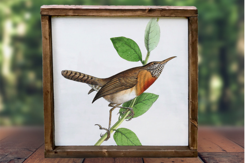 wren-bird-clipart