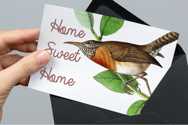 wren-bird-clipart