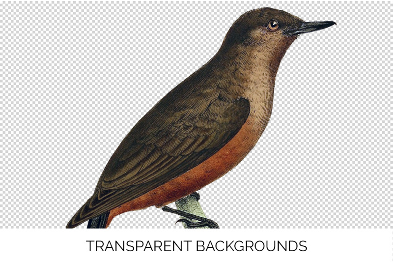 flycatcher-bird-clipart