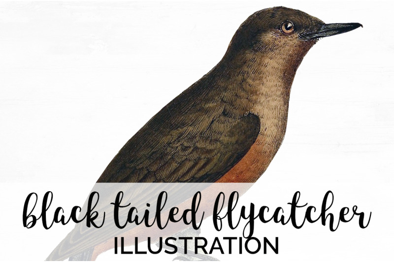 flycatcher-bird-clipart