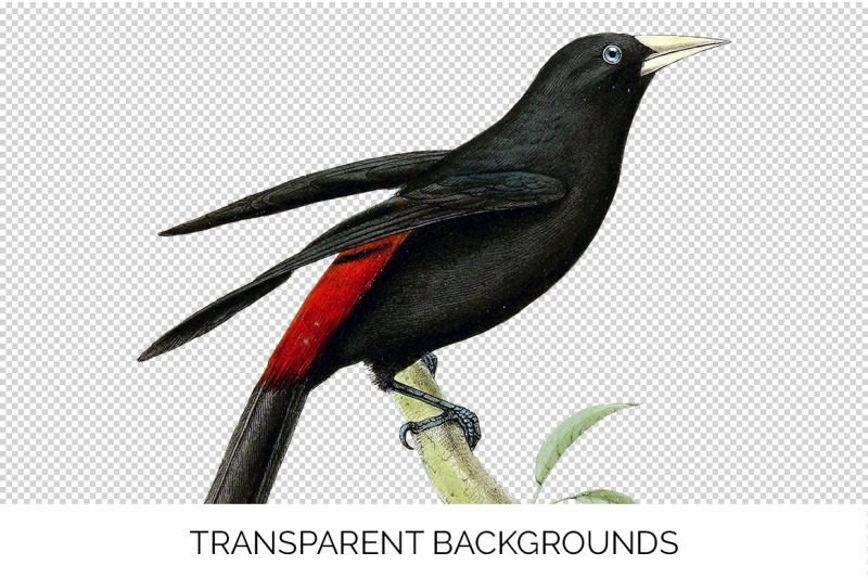 oriole-bird-clipart