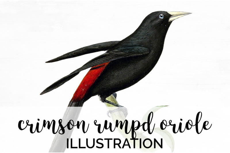 oriole-bird-clipart