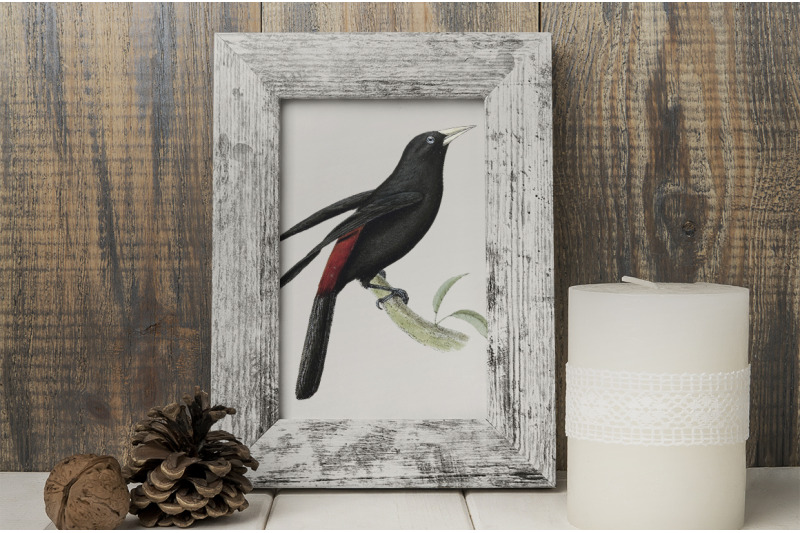 oriole-bird-clipart