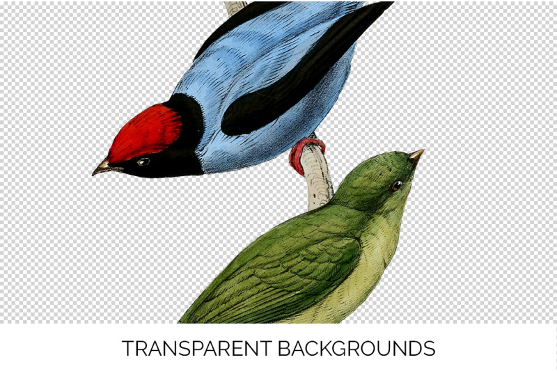 bird-clipart-manakin