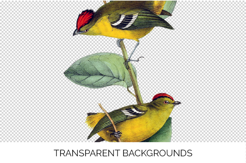 manakin-bird-clipart