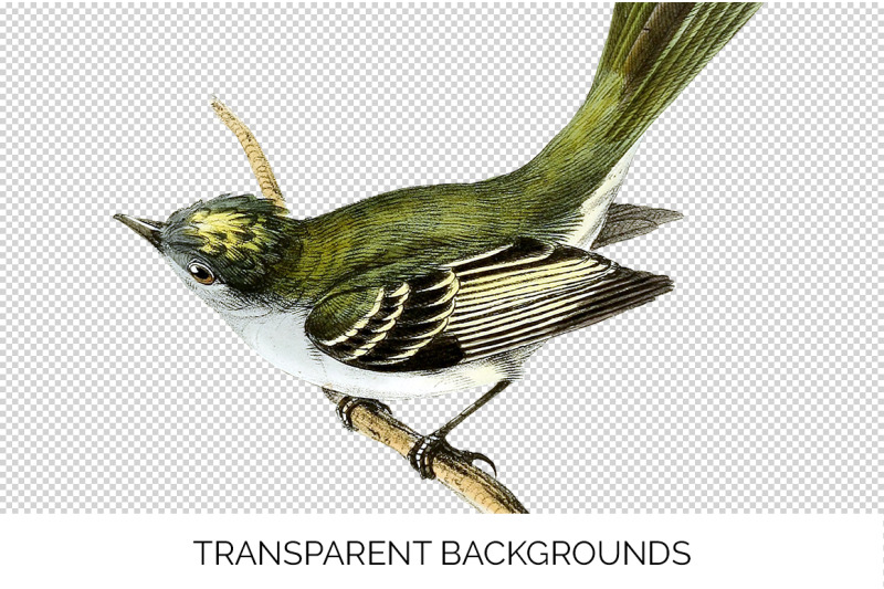 flycatcher-bird-clipart