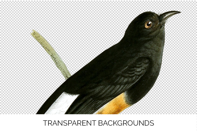 bird-clipart