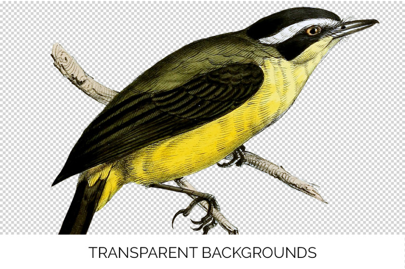 bird-clipart-flycatcher