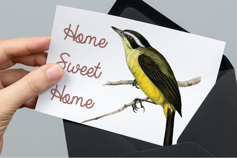 bird-clipart-flycatcher