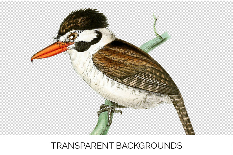 bird-clipart